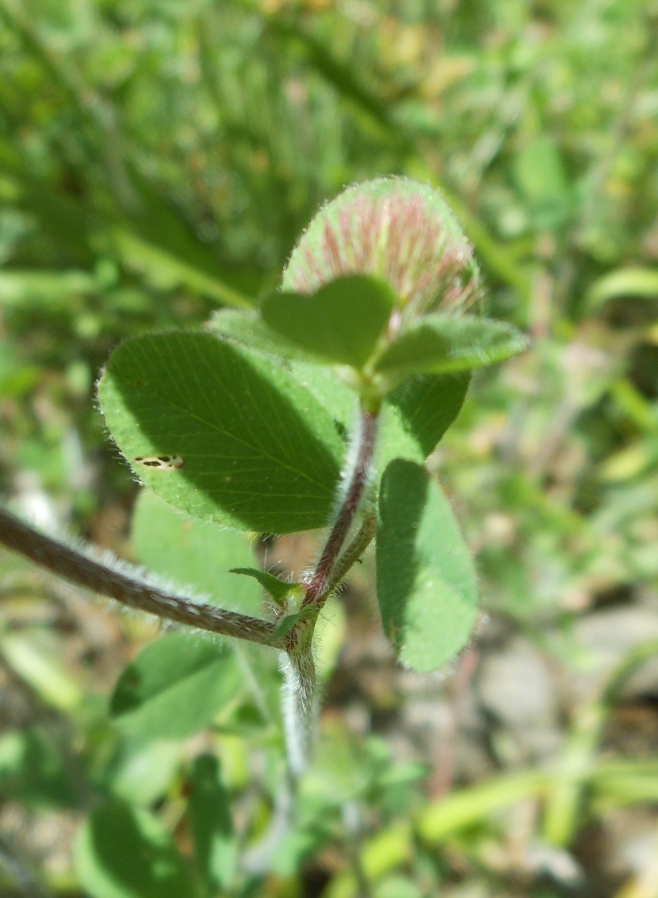Trifolium ligusticum Loisel./Trifoglio ligure
